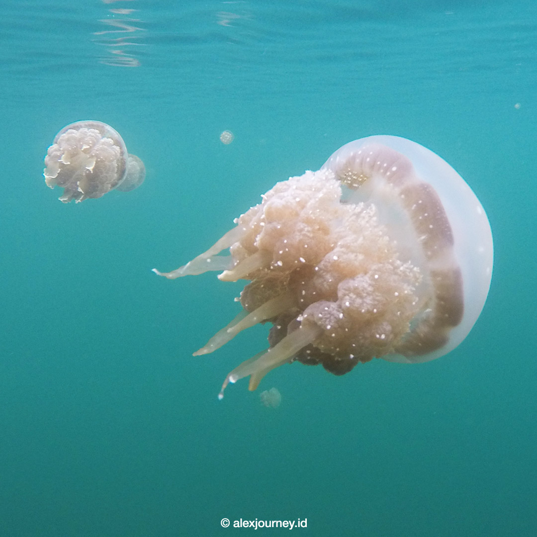 Misool, Raja Ampat, Indonesia